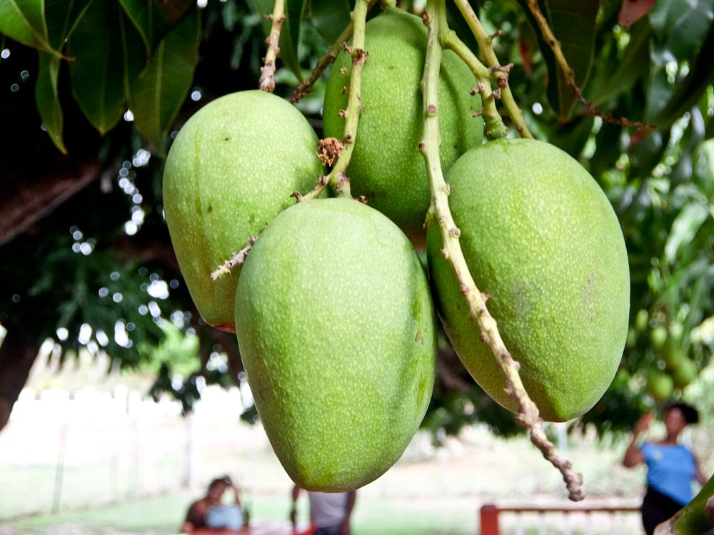 Mangos on Tree 1