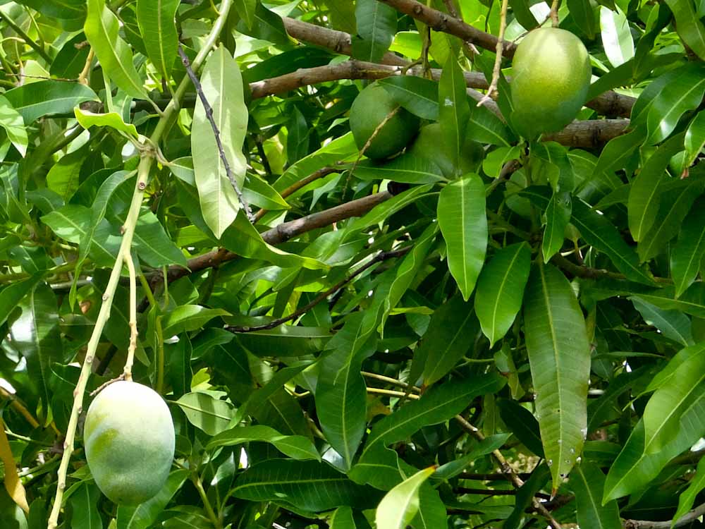 Mangos on Tree