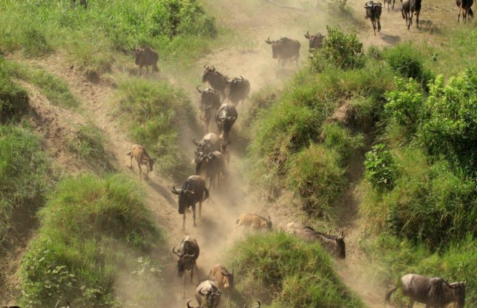 Wildebeest migration Wildebeest migration