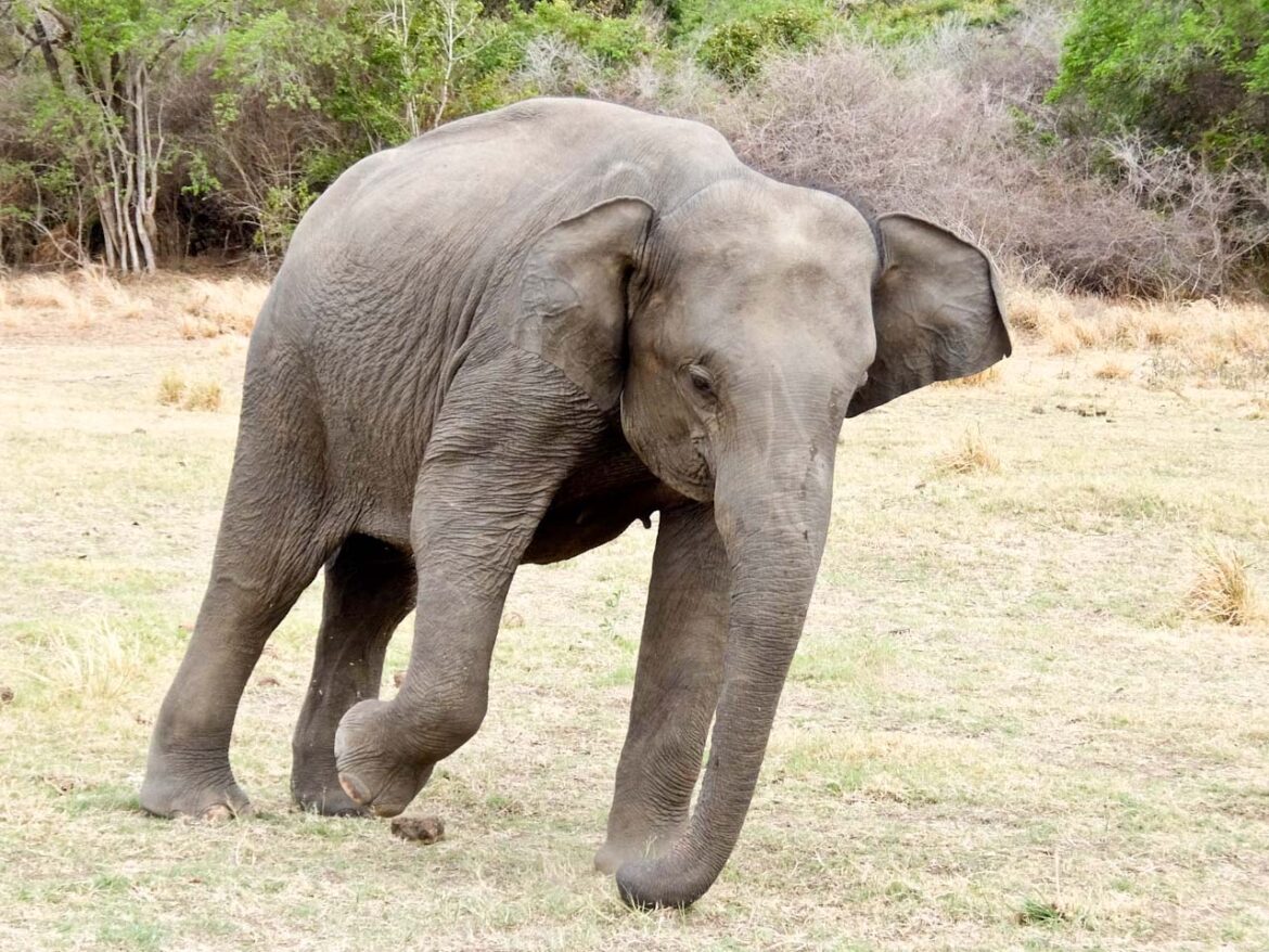 Minneriya Elephant