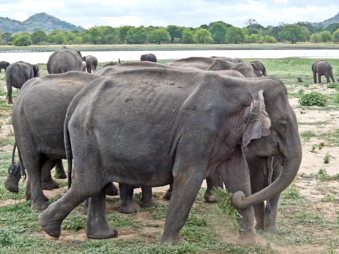 Minneriya Elephant Feeding