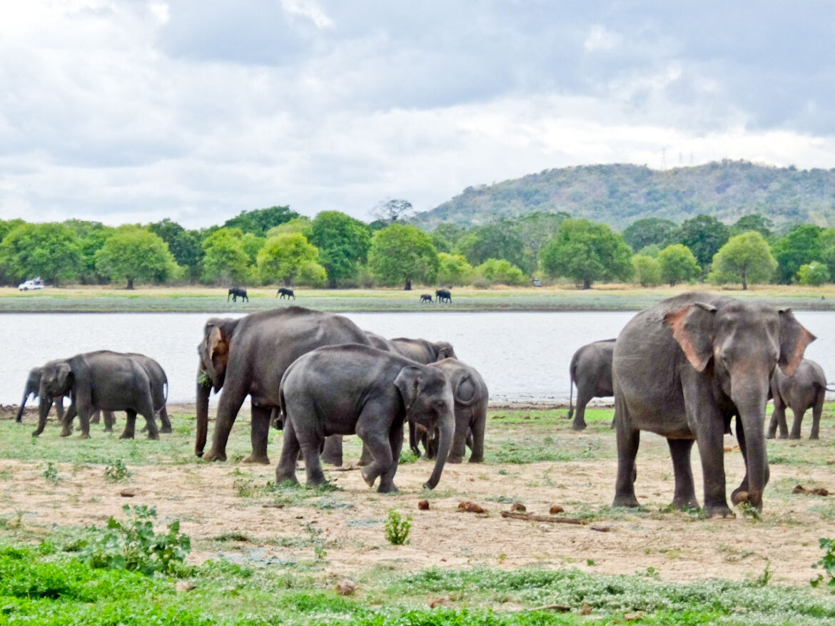 Minneriya Elephants