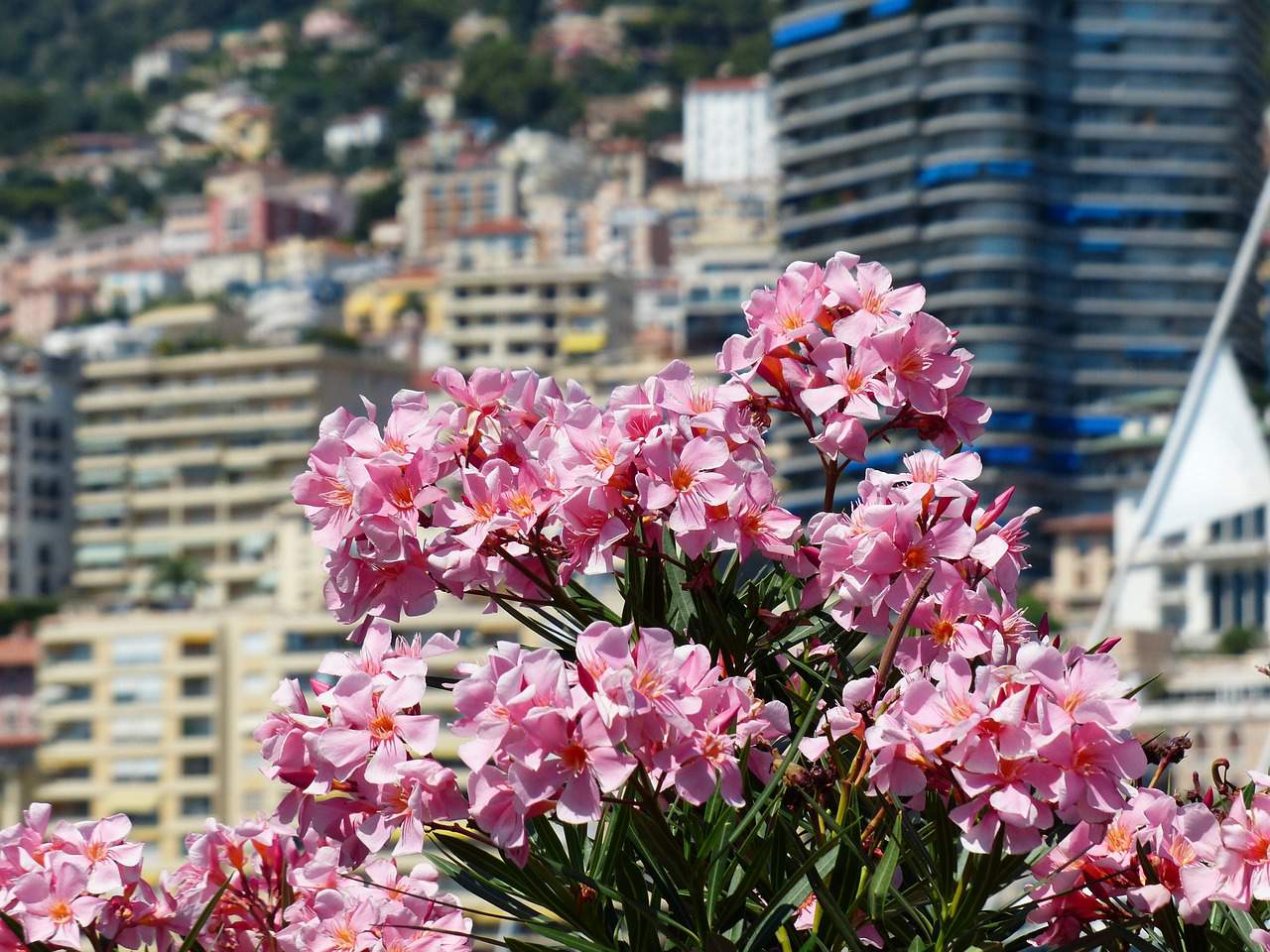 Monaco with oleander in foreground