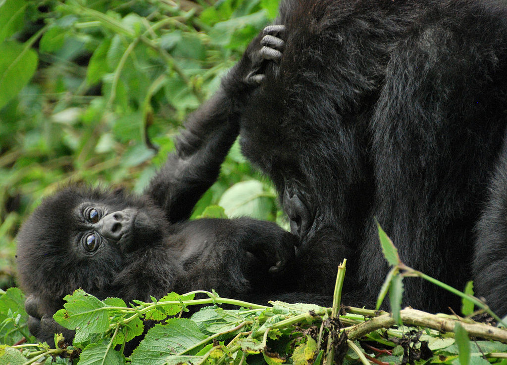Mountain gorillas, Volcanoes National Park, Rwanda