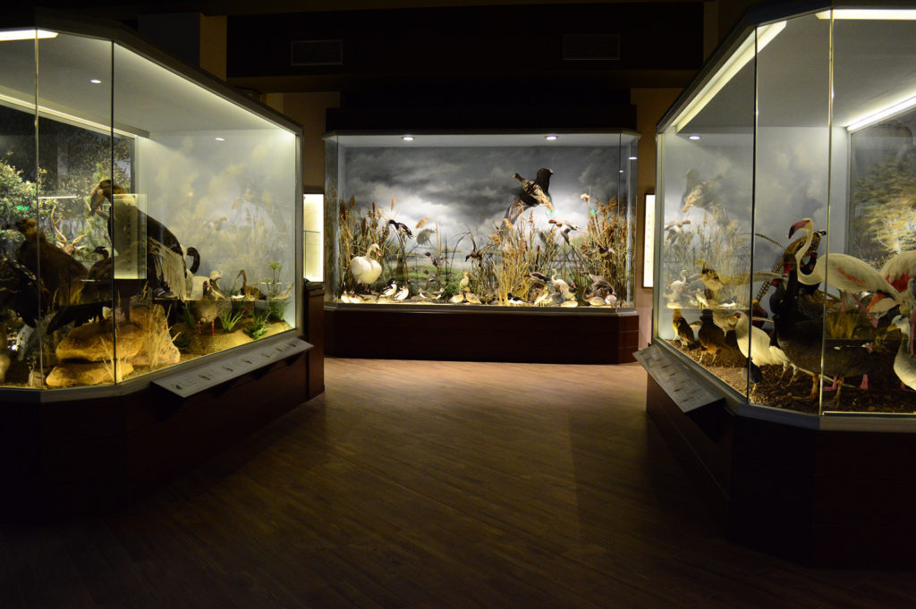 A view of the Natural History Museum exhibition in Meteora, Greece