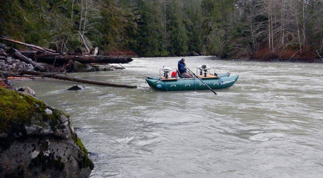 Watching the bald eagles of Skagit and Nooksack rivers, Washington
