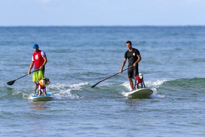 Noosa Festival of Surfing - two sufers with dogs Noosa Festival of Surfing - two sufers with dogs