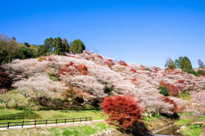 Obara Cherry Blossoms