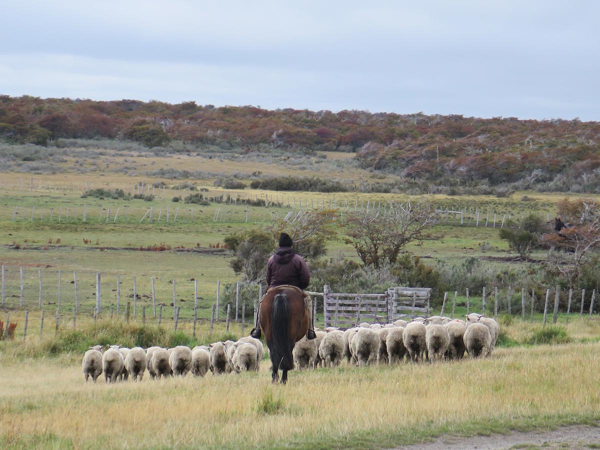 Olga Teresa Estancia worker giving a sheep herding demonstration