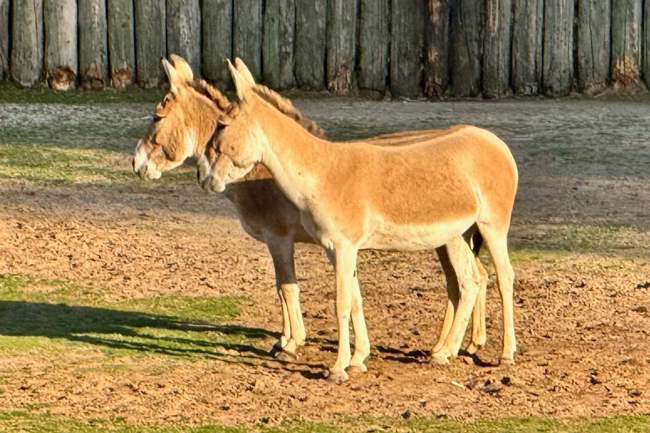 Onagers at Chester Zoo