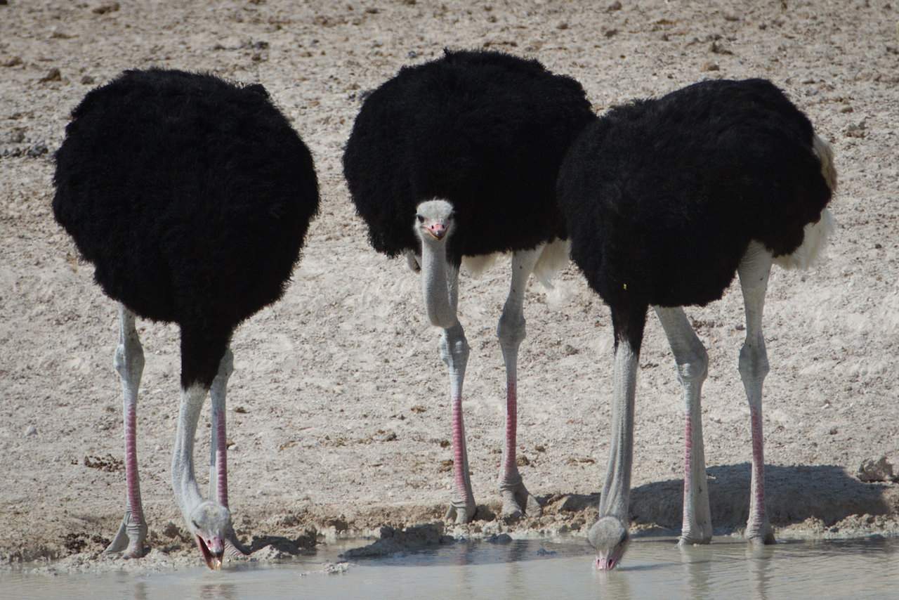 Ostriches Namibia
