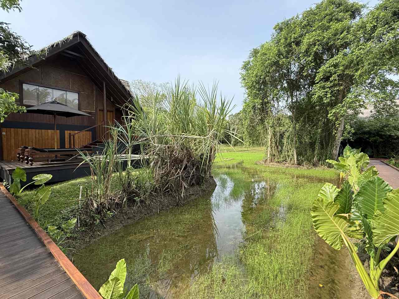 Paddy Field dwelling