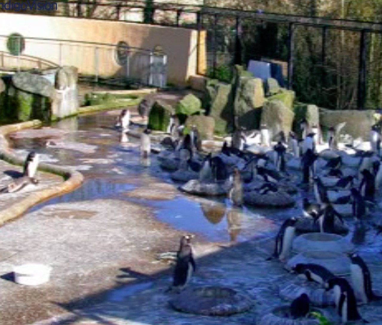 Five fabulous live zoo cams to enjoy from home
