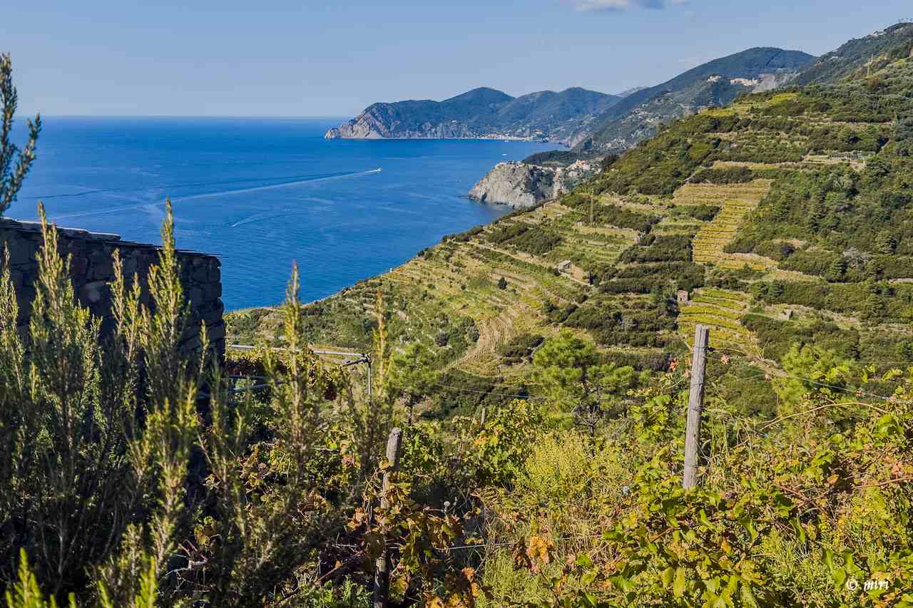 Steep terraces c Cinque Terre Riviera