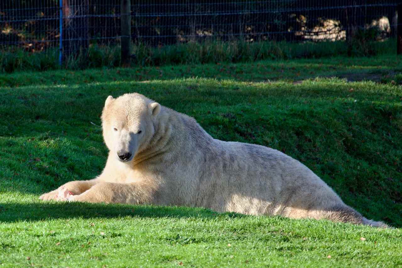 Polar Bear at the Yorkshire Wildlife Park