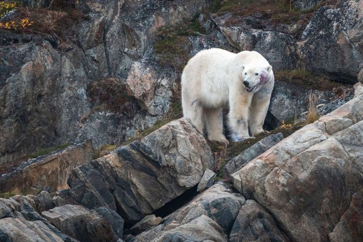 Polar bear, TorngatMountains c.YuriChoufour