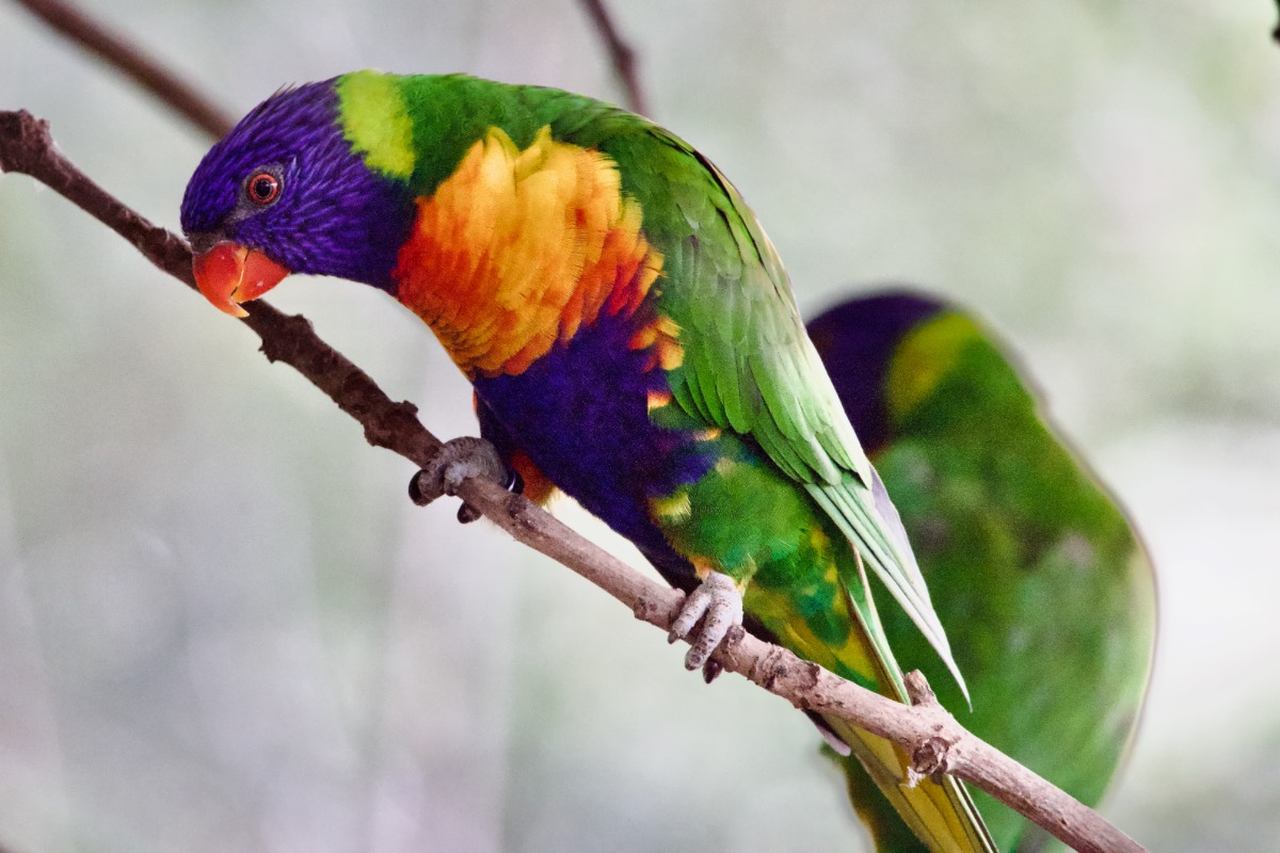 Rainbow Lorikeet at Twycross Zoo
