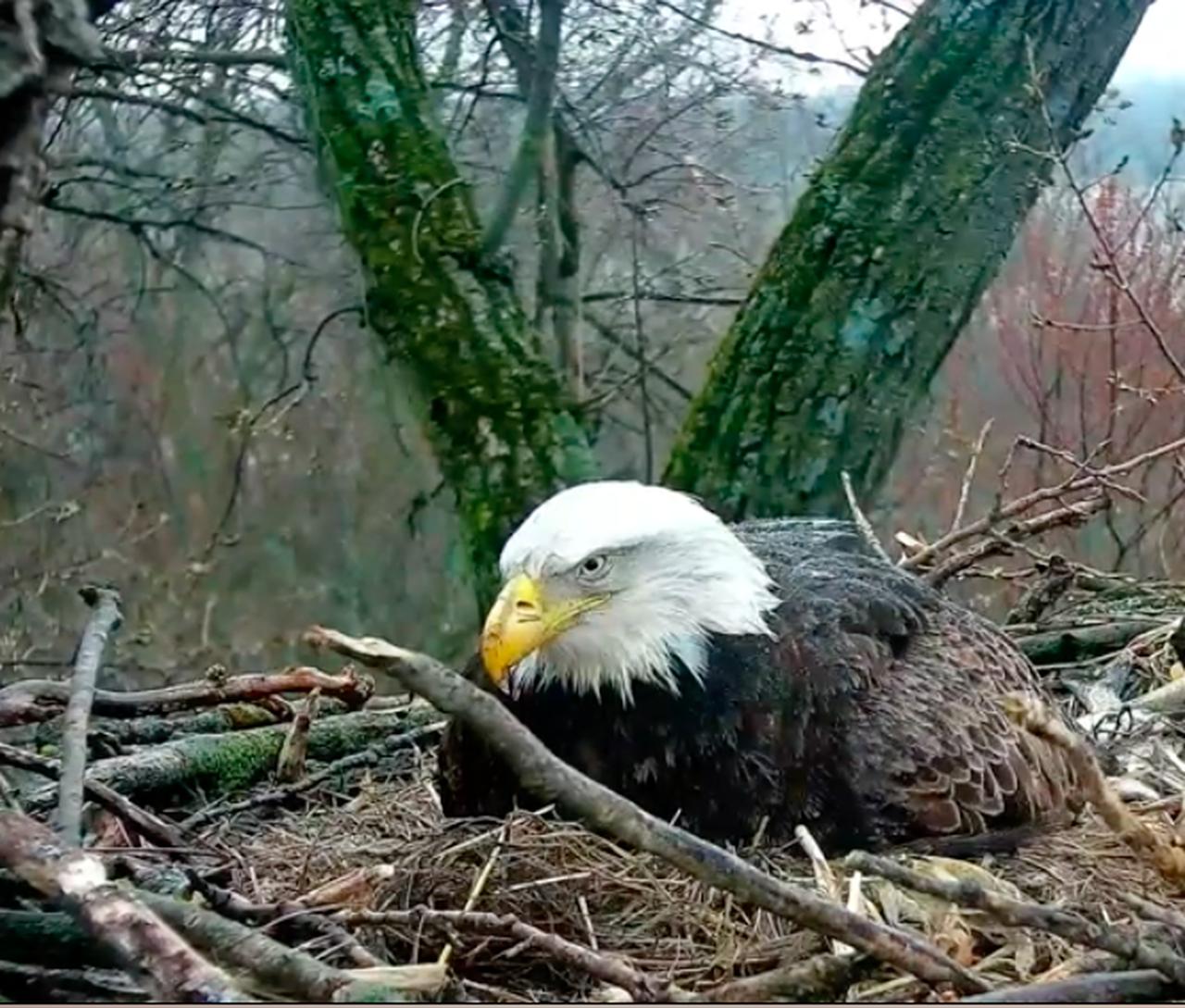 Five fabulous live zoo cams to enjoy from home