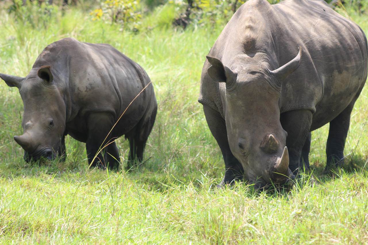 Rhino trakking Uganda