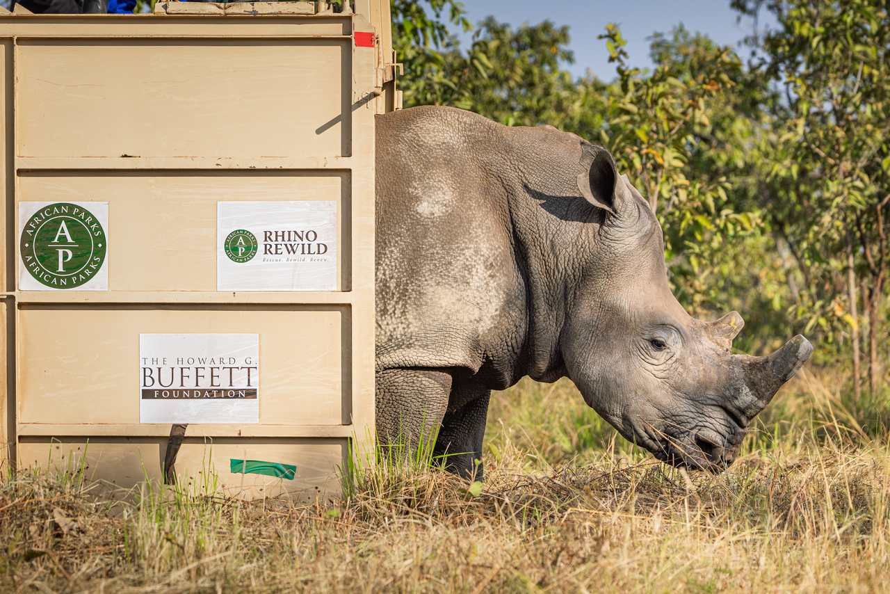 Rhino released at Akagera National Park