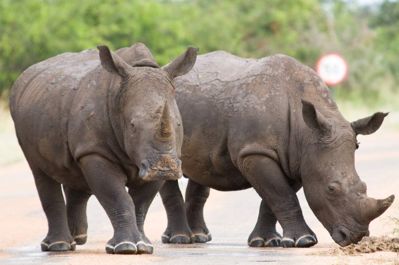 Rhinos at Mpumalanga