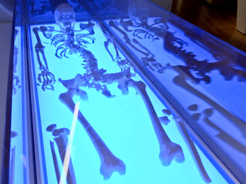 Richard III Skeleton