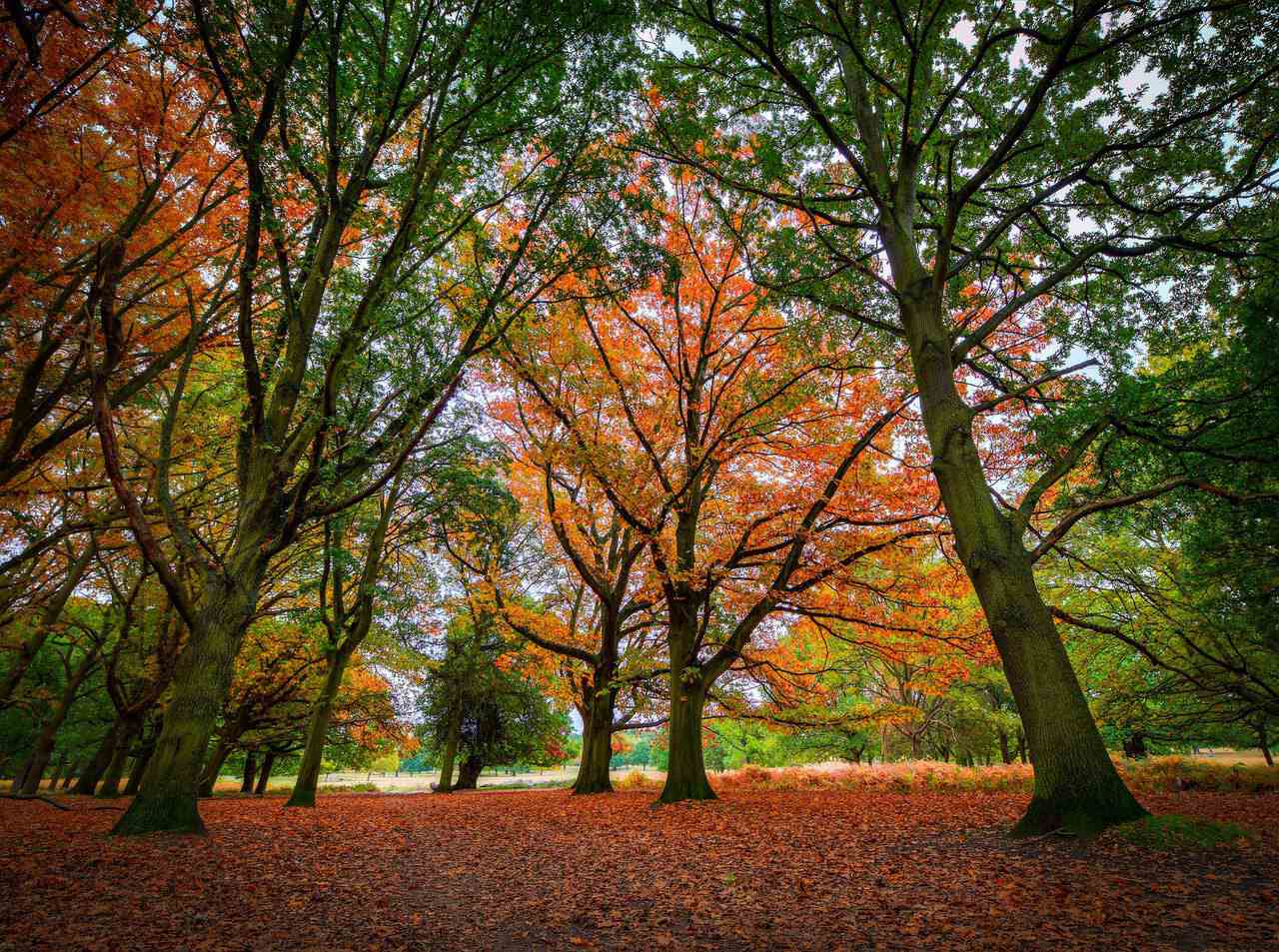 Richmond Park Autumn