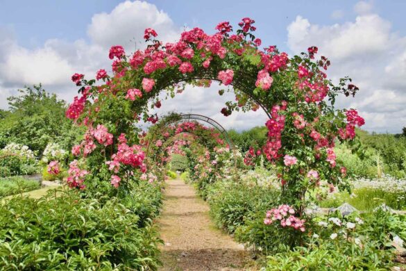 Roses Arch over a Path through the Walled Garden at Houghton Lodge Gardens