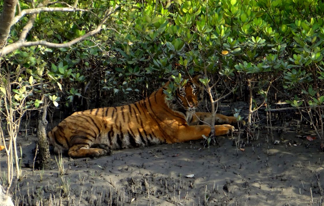 Sundarban Tourism