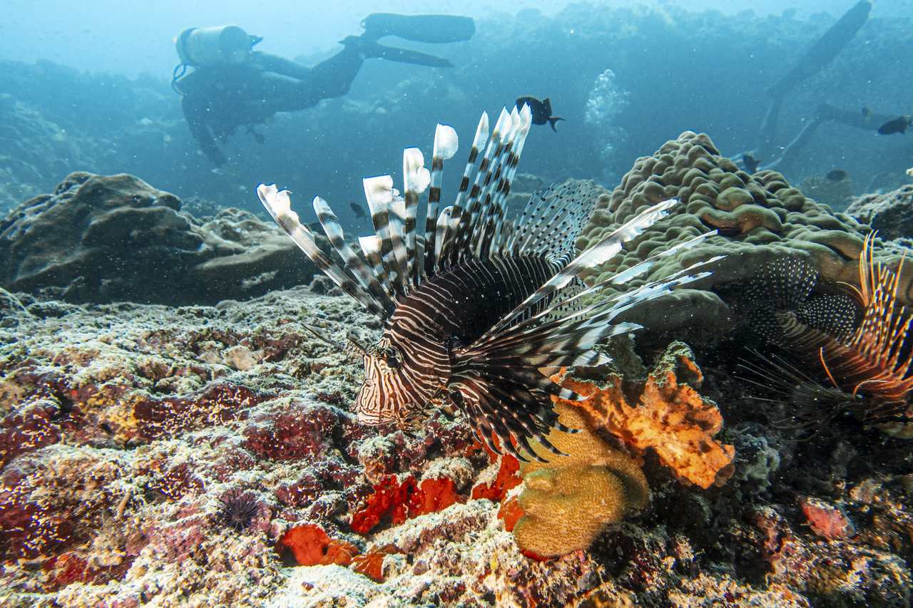 SSIF Underwater Shots, The Maldives