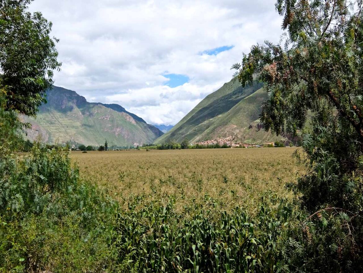 Sacred Valley Cornfields