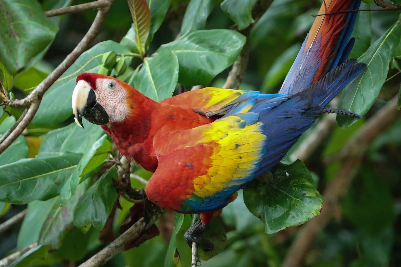 The colourful scarlet macaw