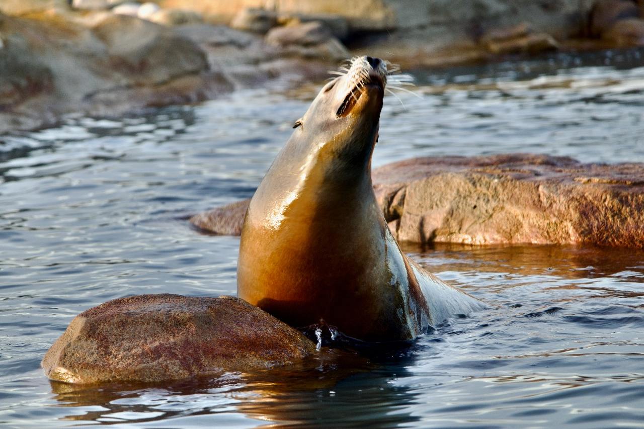 Sea Lion at the Yorkshire Wildlife Park