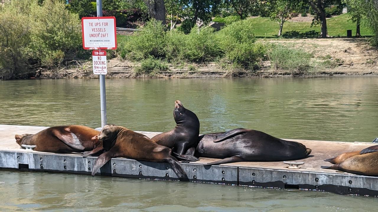 Sea lions on the Sacramento River 