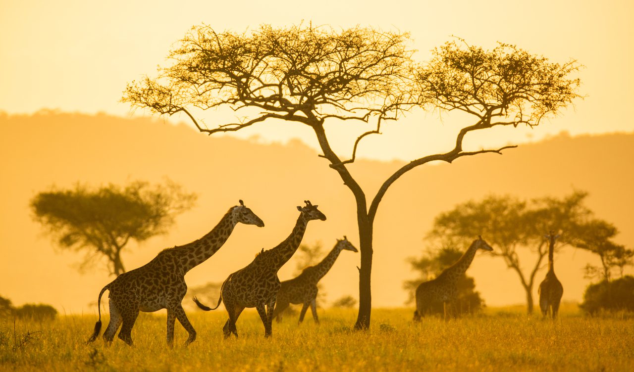 Serengeti Pioneer Camp