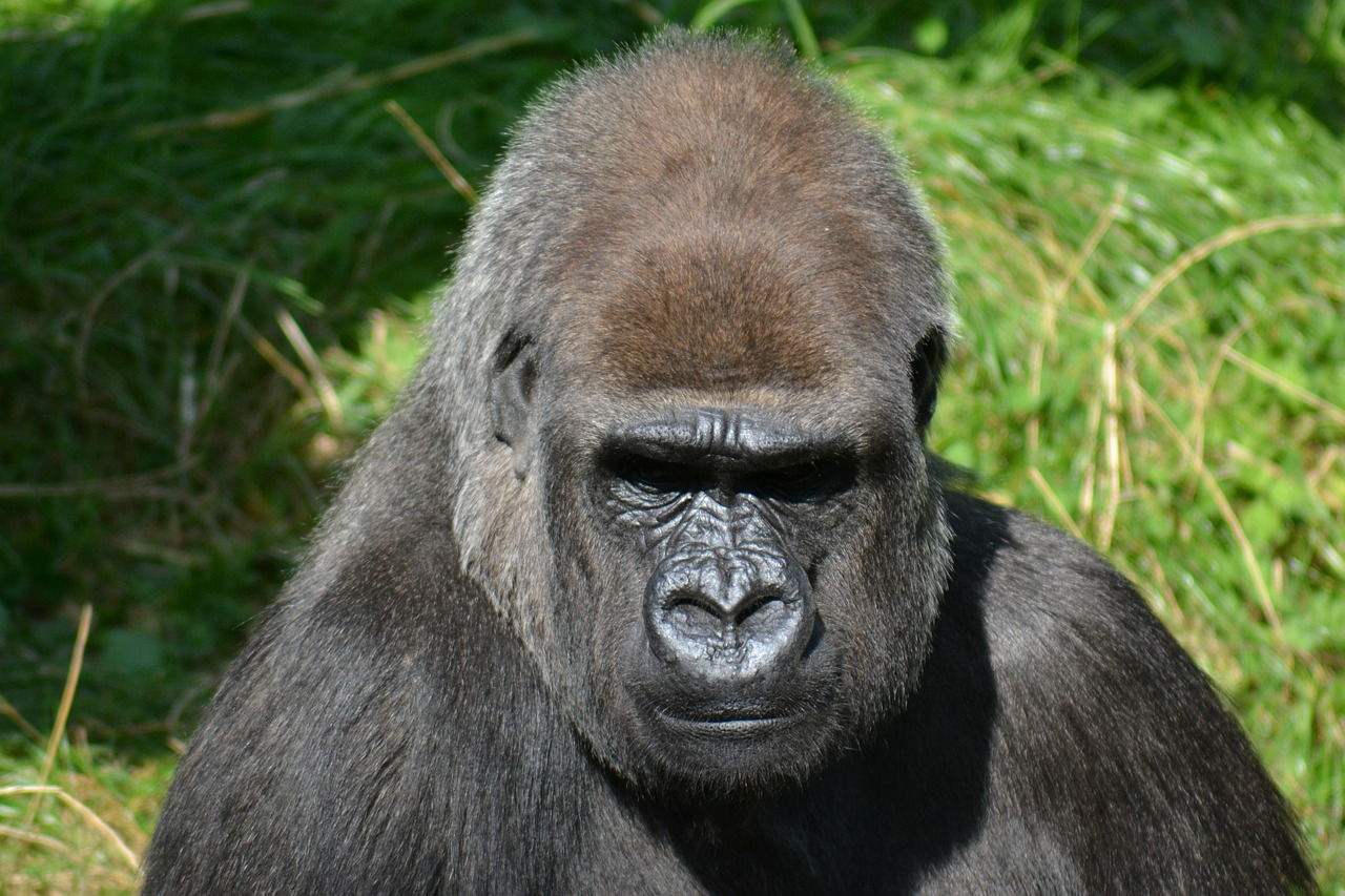 Sliverback Gorilla