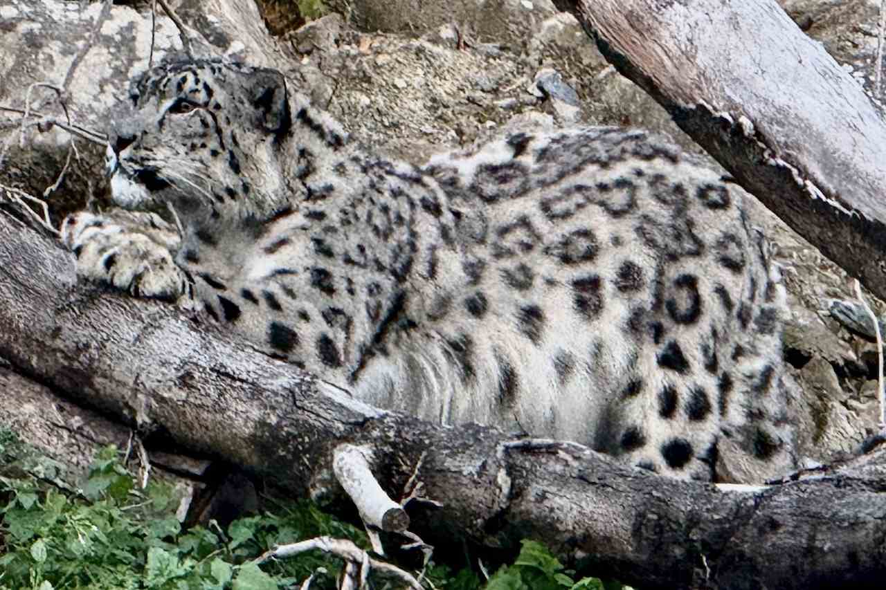 Snow Leopard at Chester Zoo