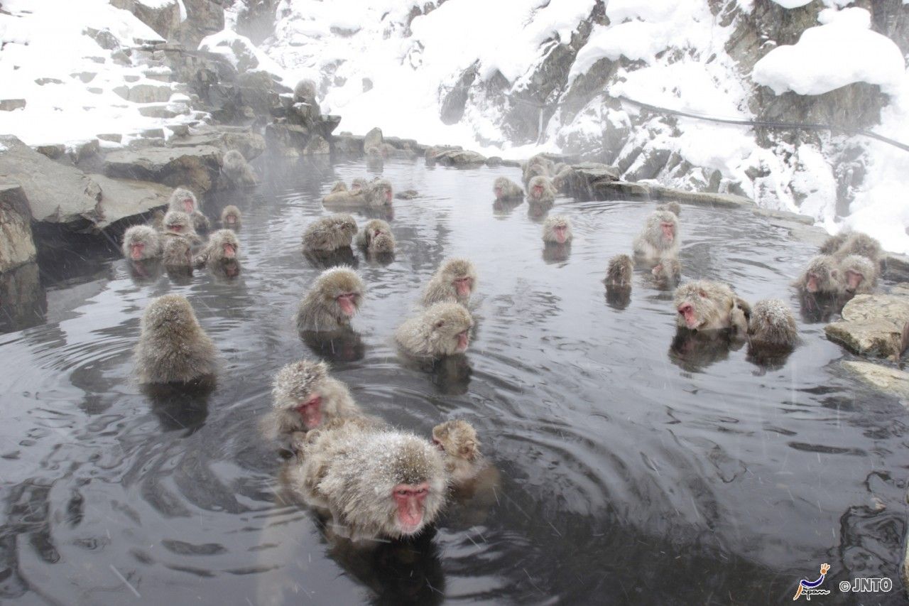 The snow monkeys in Japan enjoying spring water