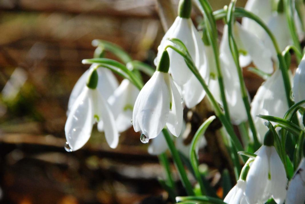 Top National Trust Gardens Where To See Snowdrops
