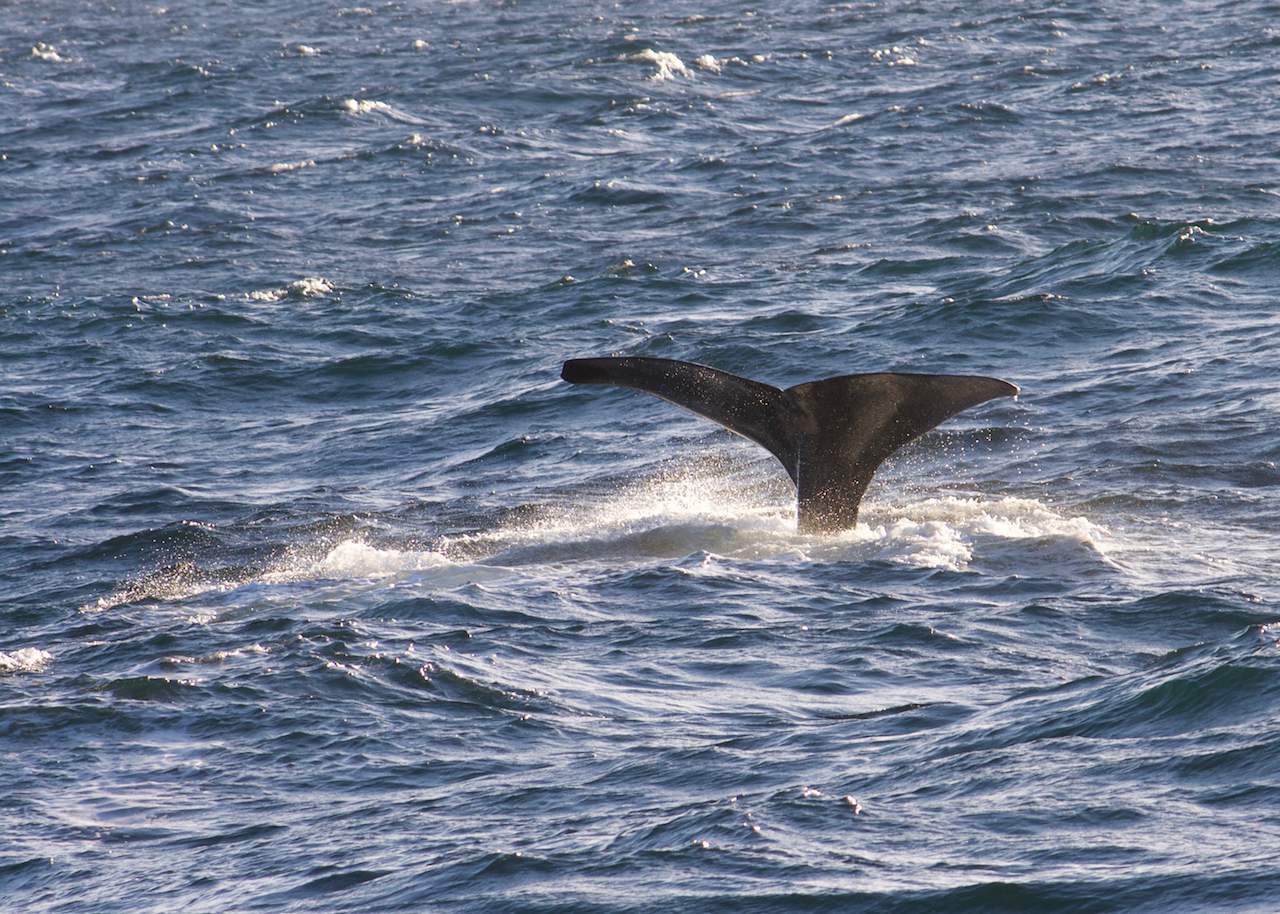 Characterstic whale flukes of a sperm whale