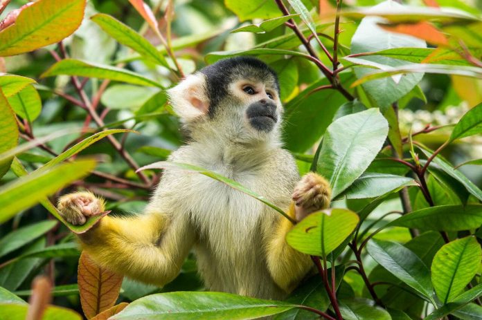 Squirrel Monkey