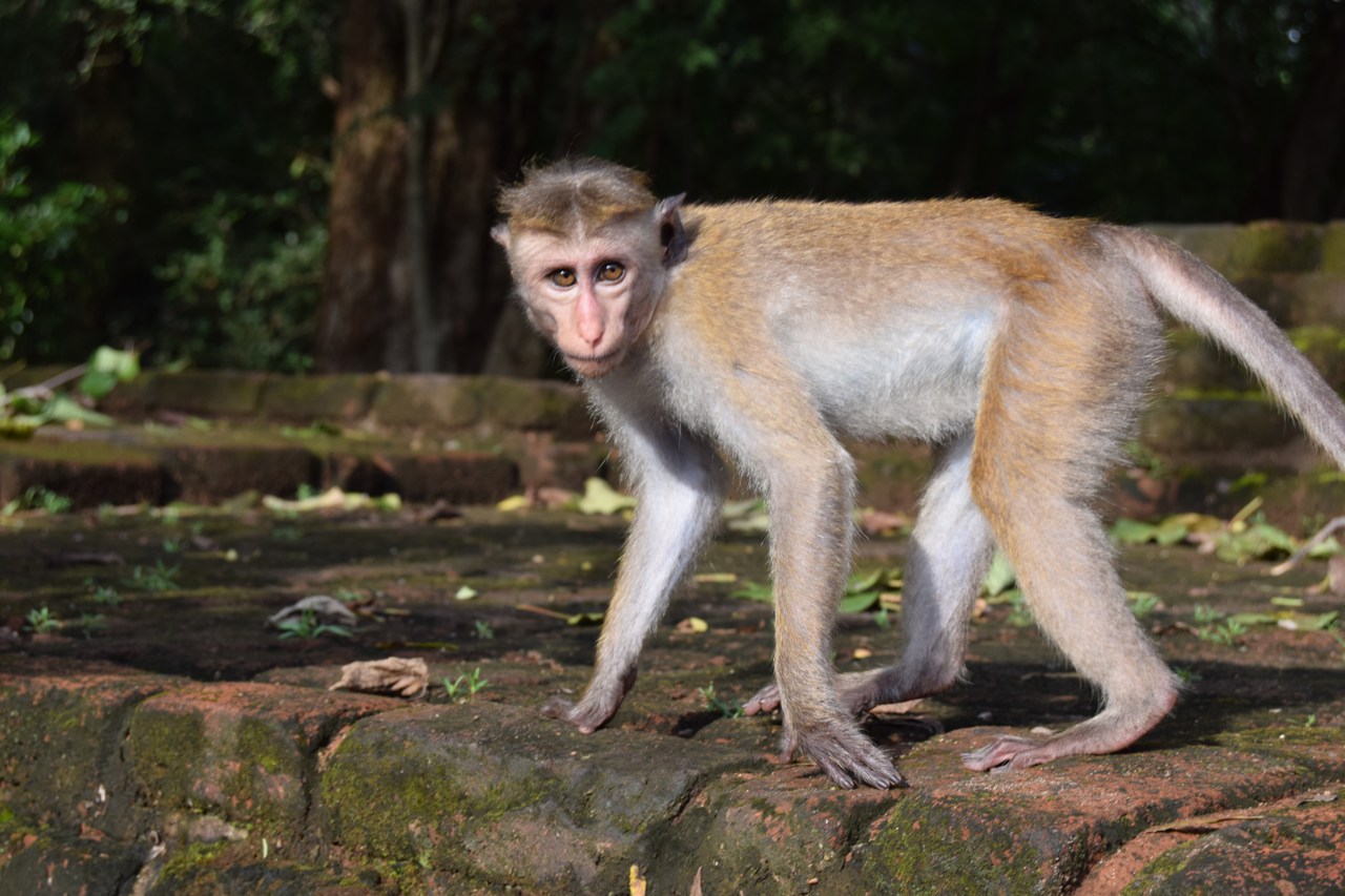 Sri Lanka Polonnaruwa monkey