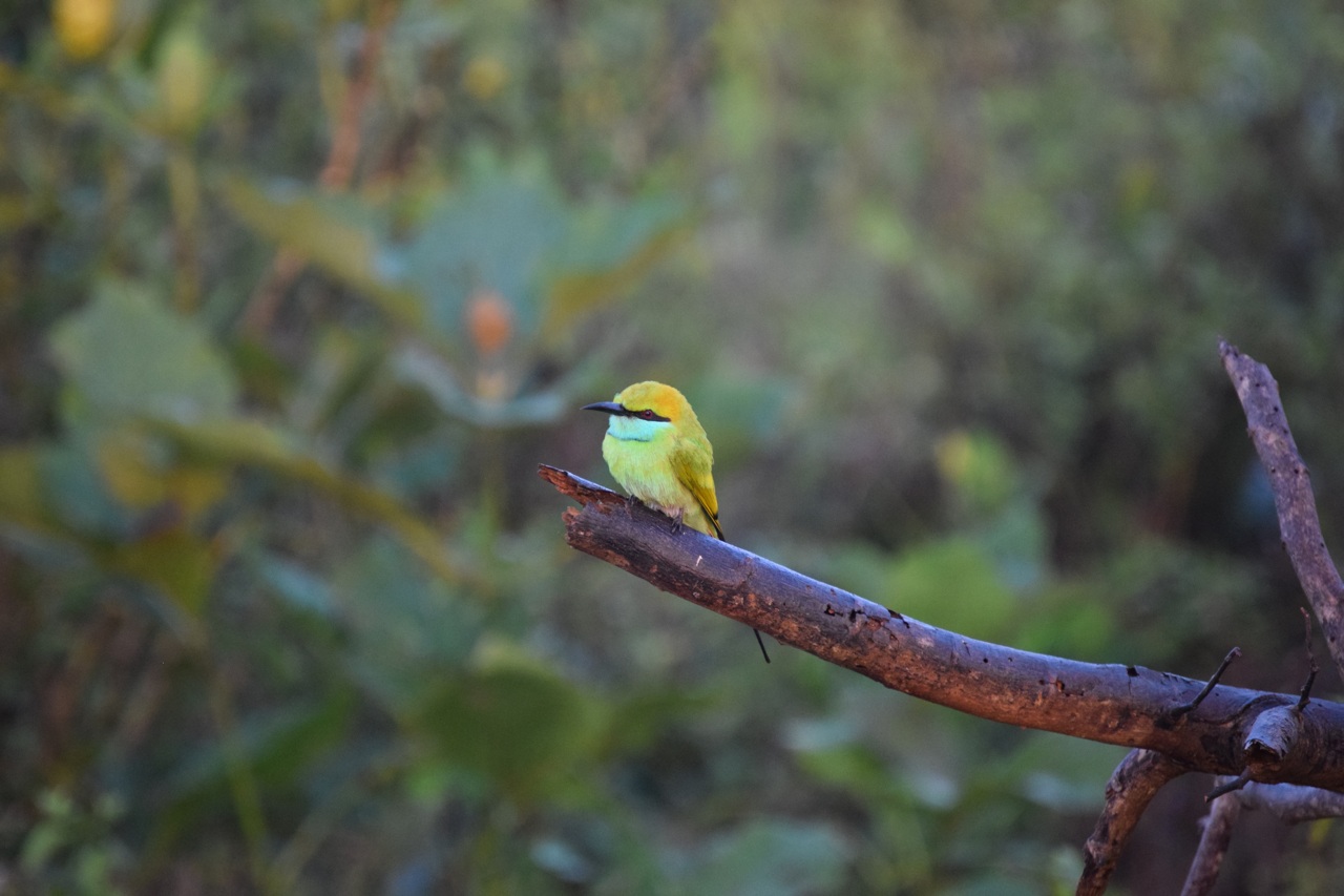 Sri Lanka Udawalawe bird