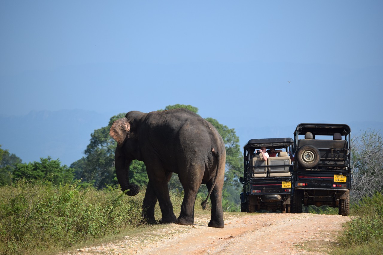 Sri Lanka Udawalawe elephant and jeeps