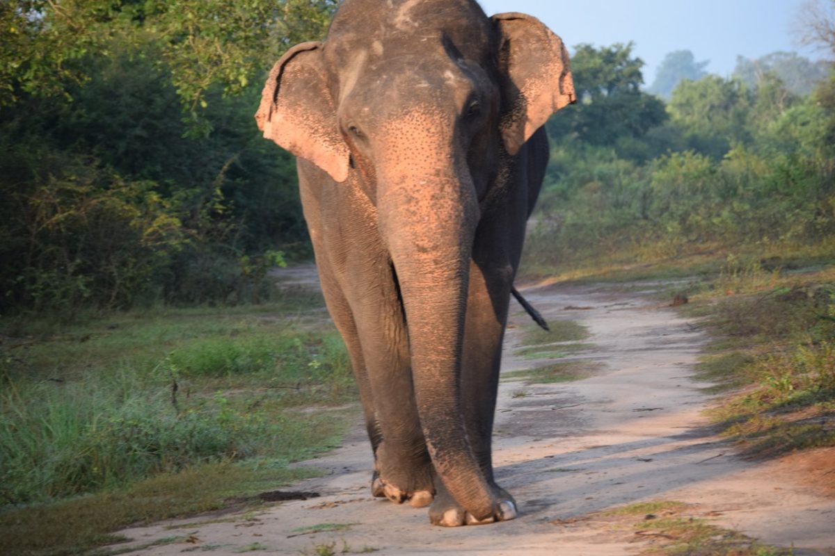 Sri Lanka Udawalawe elephant on the road