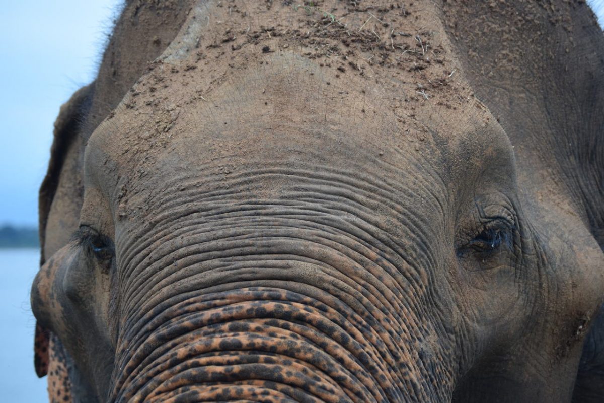 Sri Lanka elephant closup in Udawalawe