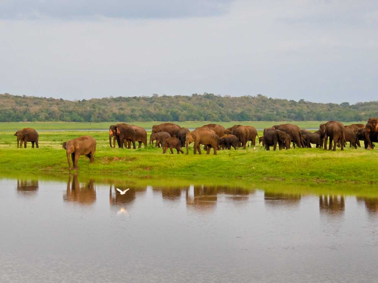 Sri Lanka road trip - Elephants Reflection