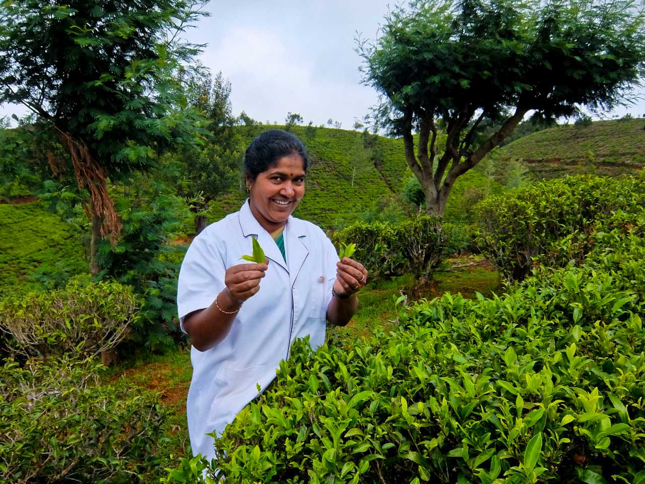 Sri Lanka road trip - Tea Picking