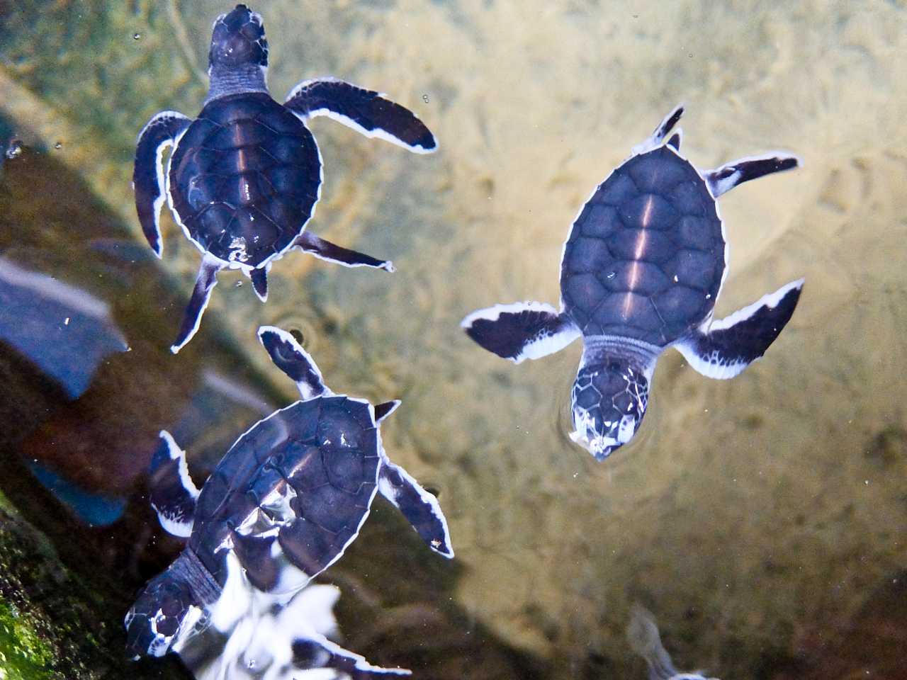 Sri Lanka road trip - Young Turtles