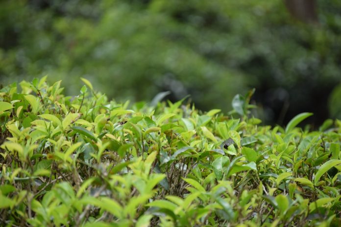 Sri Lanka tea leaves